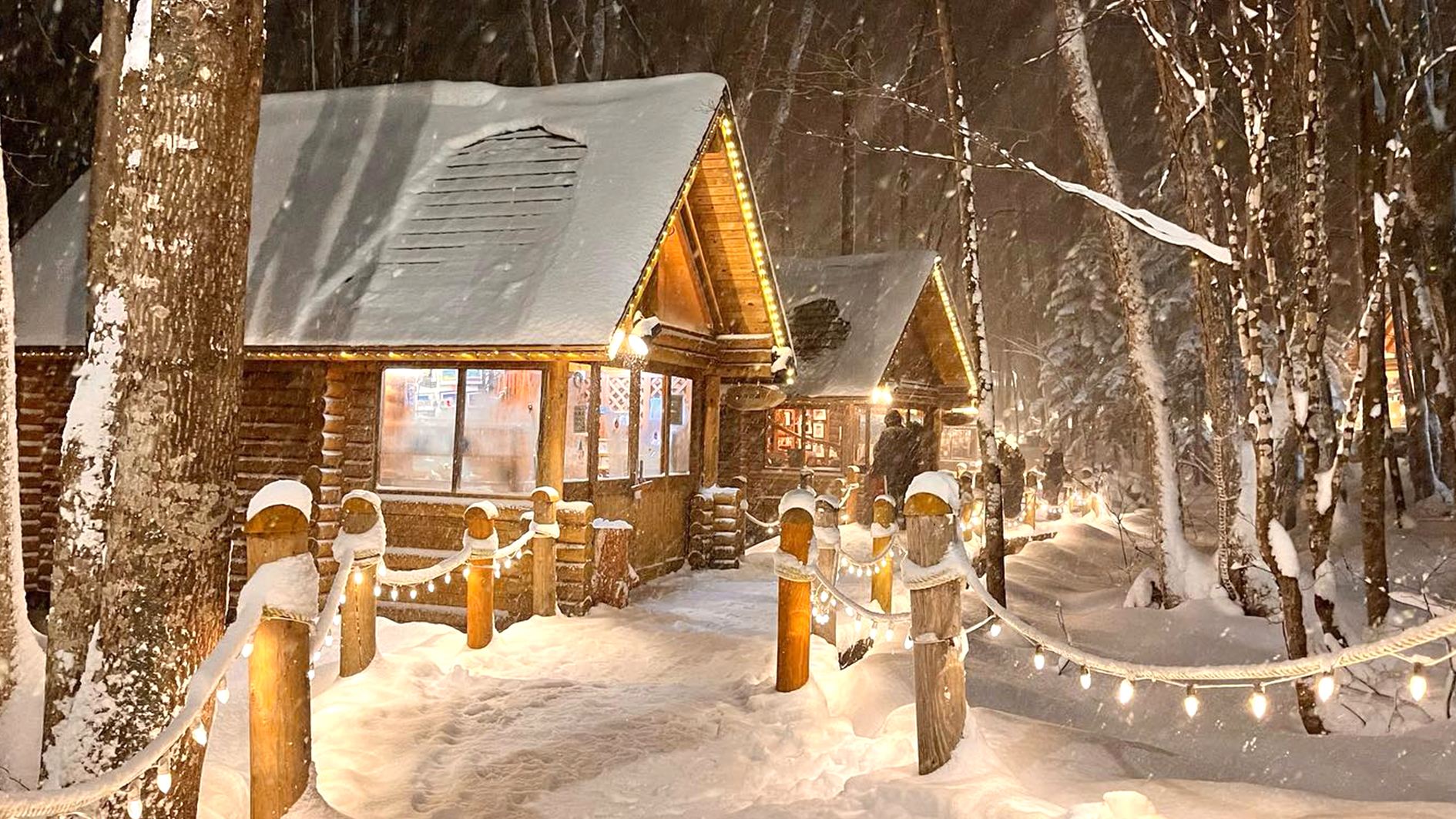 Tour di un giorno popolare a Hokkaido: Zoo di Asahiyama + Terrazza degli Spiriti della Foresta + Collina Shikisai