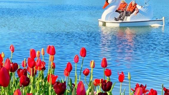Los Angeles Echo Park : Location de bateaux cygnes