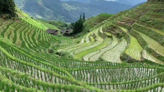 Private Guilin Escape: Longji Terraces and Long Hair Village Discovery
