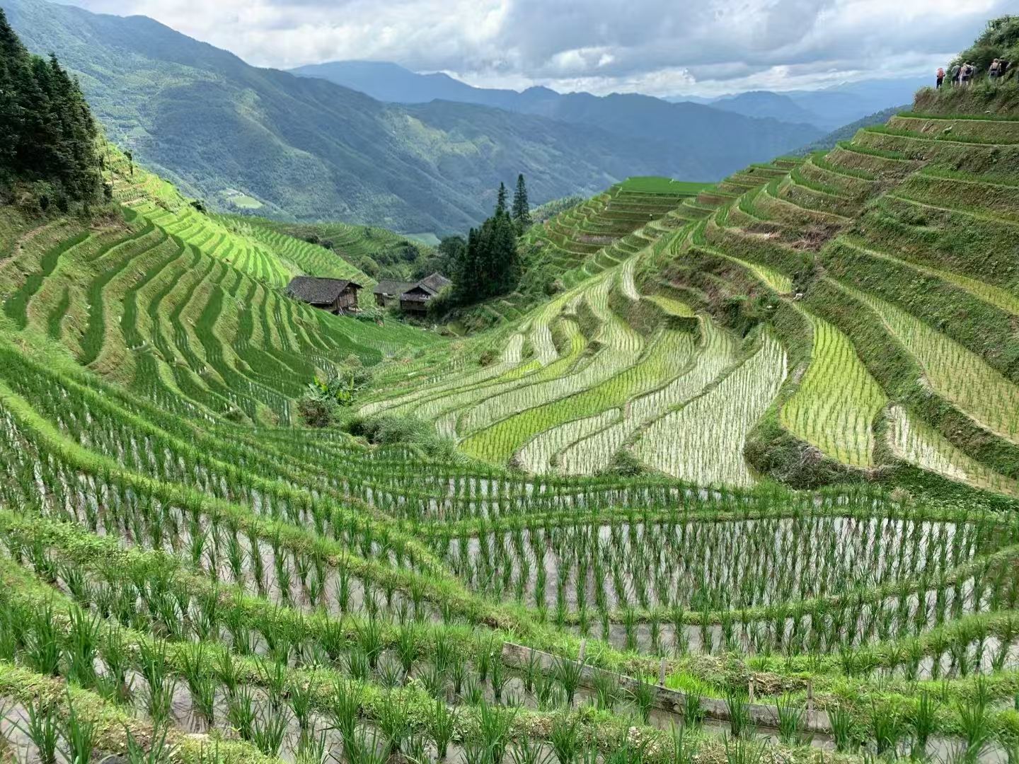 ทริปส่วนตัวที่กุ้ยหลิน: สำรวจนาขั้นบันไดหลงจี๋และหมู่บ้านหญิงผมยาว