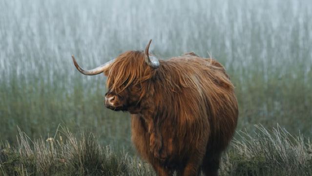 英國蘇格蘭格倫芬南、威廉堡和格倫科一日遊【愛丁堡來回】