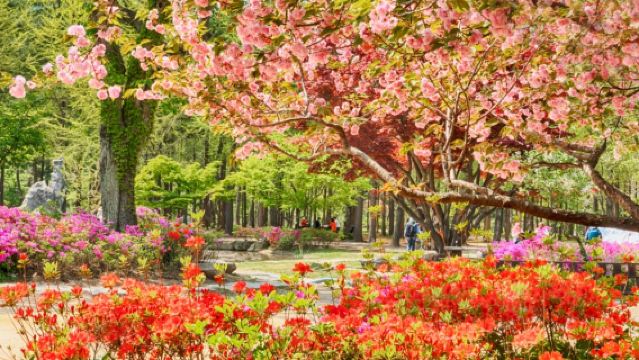 韓國南怡島+小法國村&意大利村+金裕貞江村鐵路自行車一日遊【首爾出發 • 中英導遊 • 韓劇綜藝拍攝景地】