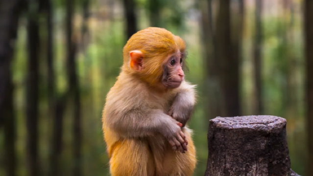 重慶四面山景區【包車遊自由行&純玩無購物&重慶主城上門接駁】