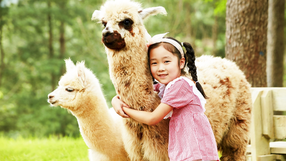 From Seoul: Alpaca World, Nami Island, Rail Bike and Garden of Morning Calm Tour