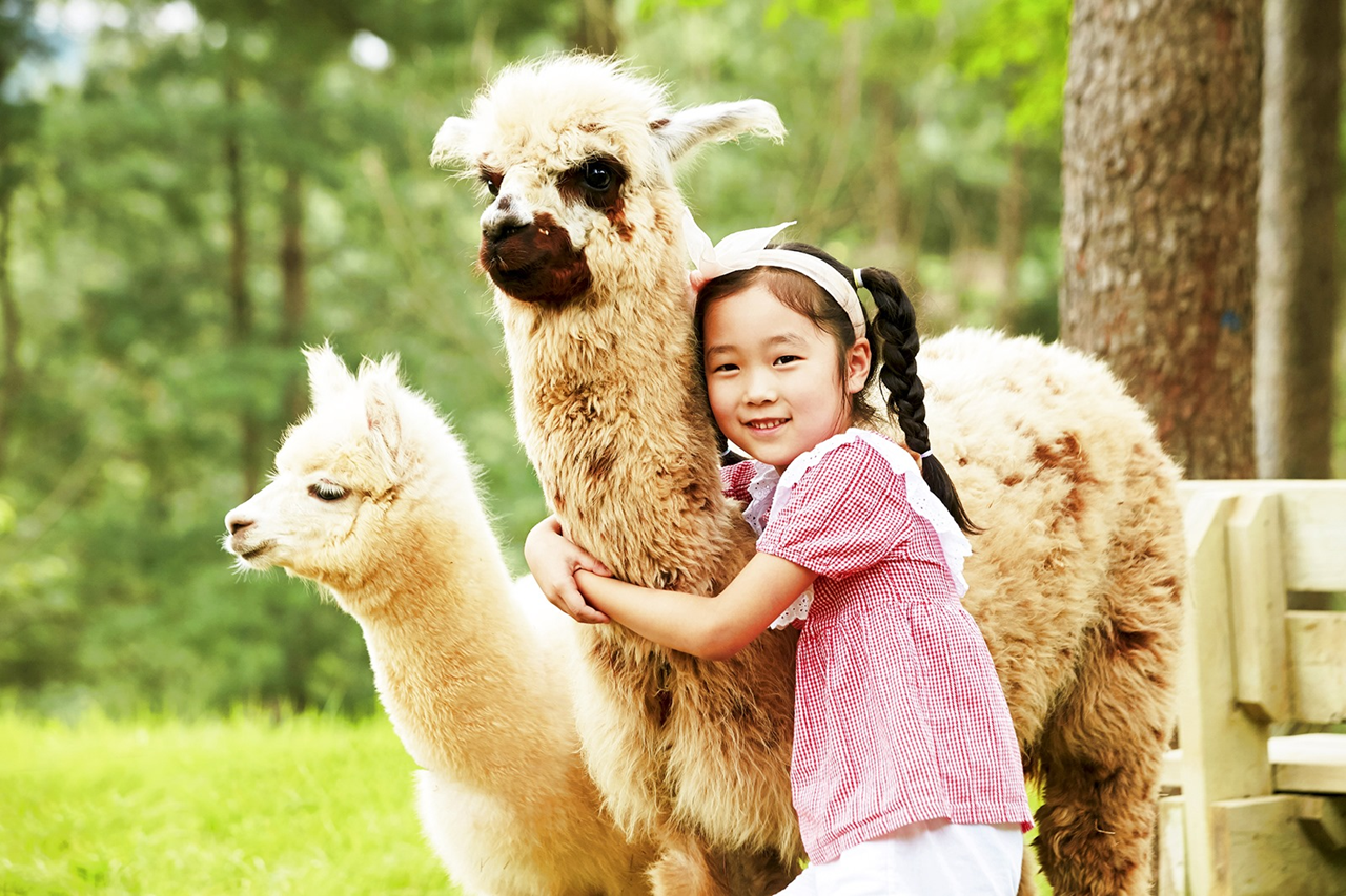 จากโซล: ทัวร์ Alpaca World, เกาะนามิ, รถรางเลียบทาง และสวน Garden of Morning Calm