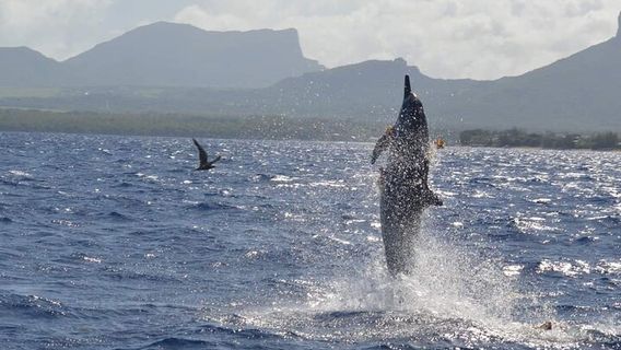MauritiusTours