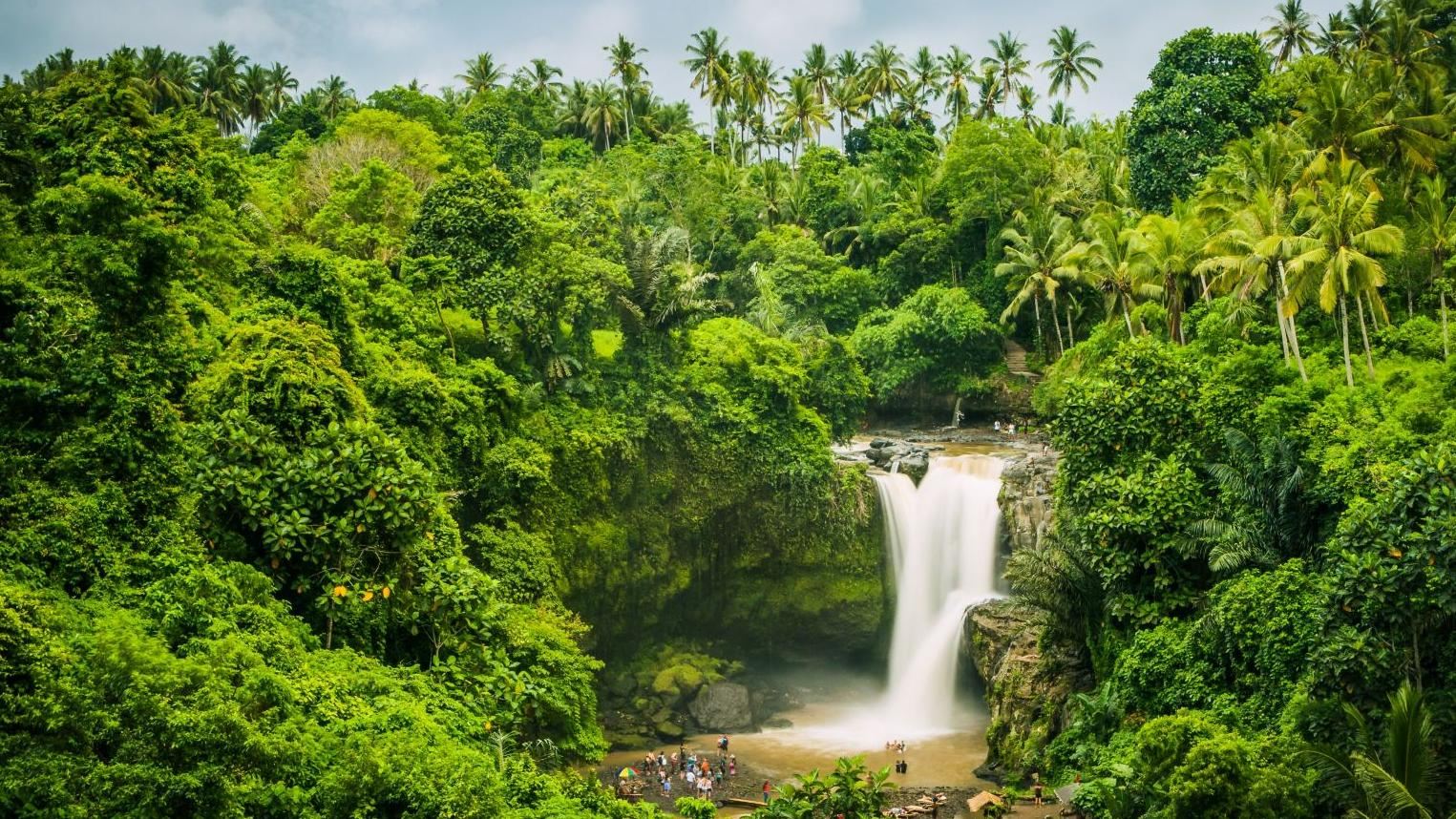 烏布：瀑布+聖猴森林公園+德格拉朗梯田(叢林鞦韆)+聖泉寺包車一日遊