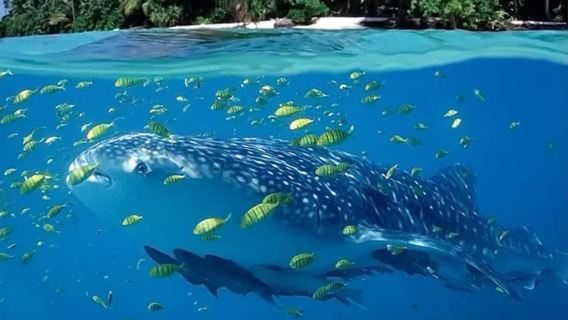 OSLOB Squalo balena + Sardine Mobao a Cebu, Filippine