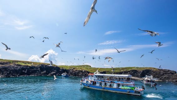 Penghu island hopping | East Sea 1-day tour (coral reef fishing & snorkeling, seagull feeding observation & sea kayaking)