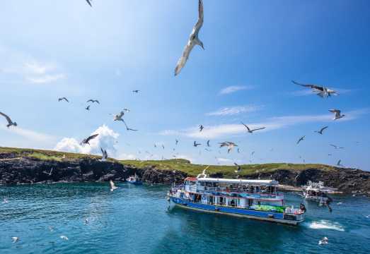 Penghu island hopping | East Sea 1-day tour (coral reef fishing & snorkeling, seagull feeding observation & sea kayaking)