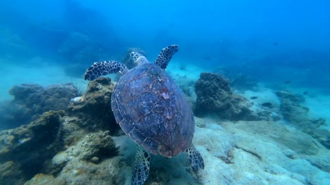 泰國芭堤雅體驗潛水水肺潛水/浮潛/水肺OW考證/AOW考證1天【芭達雅體驗潛水/市區飯店接送/專業教練/可考證】