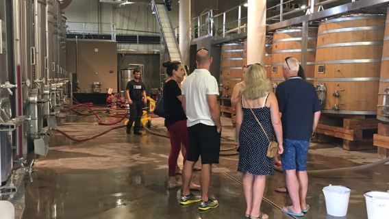 Da Montpellier: tour di mezza giornata tra vigneti e Pic Saint-Loup