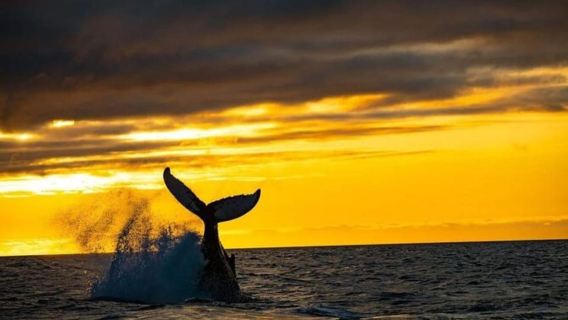 Los Cabos: Avistamiento de ballenas y crucero en catamarán al atardecer