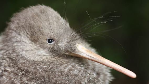 Tour Zealandia về đêm