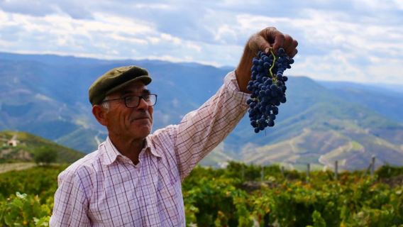 Pinhão: Douro Valley Guided Hike