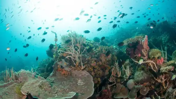 El Nido: Discover Scuba Diving with Manta Rays in Sibaltan