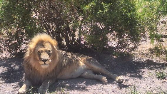 開普敦：阿奎拉野生動物保護區五大野生動物園（含午餐）