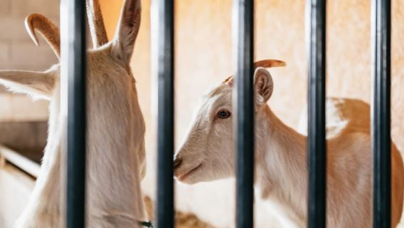 Contea di Lancaster: tour e pasto con una famiglia Amish