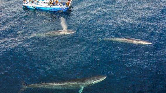 Pengamatan Lumba-lumba dan Paus di Dana Point dengan Pemandangan Bawah Air