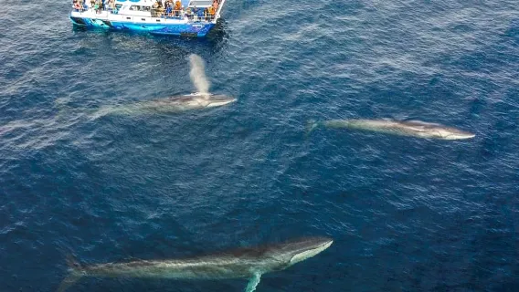 Dana Point Dolphin & Whale Watching With Underwater Viewing