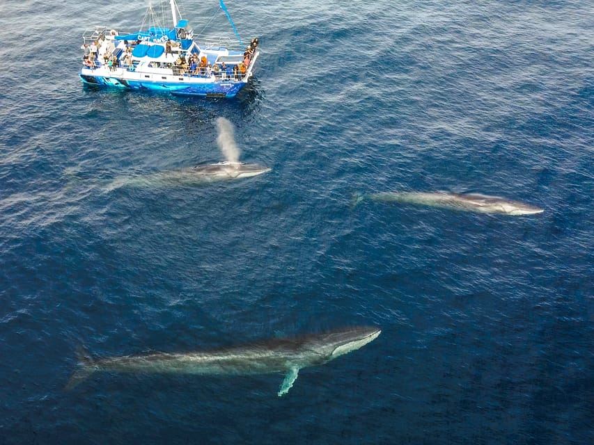 Osservazione di delfini e balene a Dana Point con visione subacquea