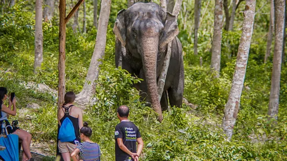 Featured tour with 146 reviews: Phuket Elephant Sanctuary: Half-Day with Vegetarian Meal