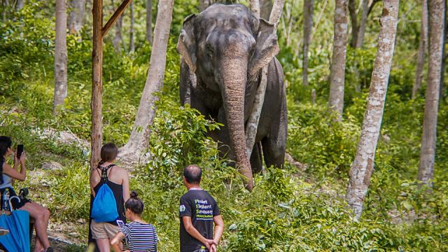 Phuket Elephant Sanctuary: Half-Day with Vegetarian Meal