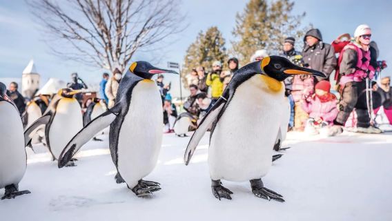 北海道旭山動物園一日遊冬日童話|森林精靈露台|青池|白須瀑布