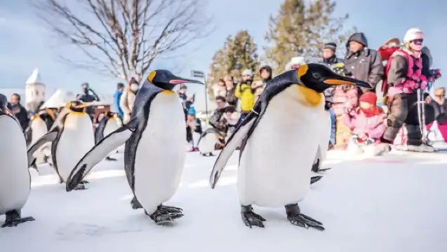 北海道旭川市旭山動物園一日遊 包括動物園門票|森林精靈露台|白鬚瀑布