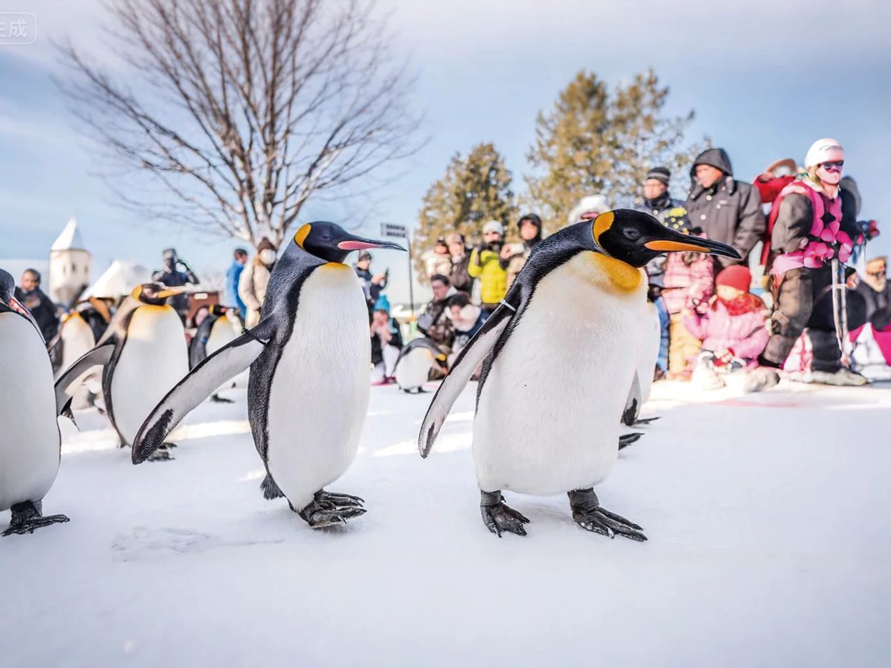 北海道旭山動物園一日遊 贈動物園門票可選飯店接駁9-13人團
