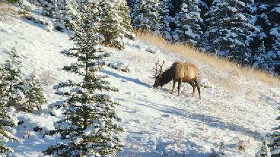 Canmore/Banff: Entdecken Sie Banff und die Tierwelt