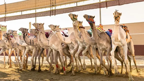 Doha camel race half-day tour with local white-robed driver and mosque visit
