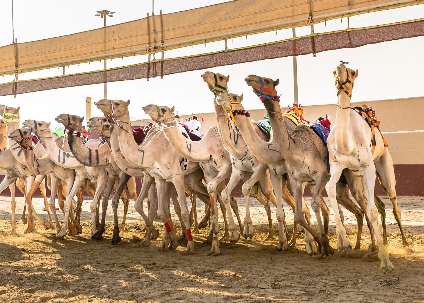 Tour giornaliero a Doha, Qatar per assistere alle corse di cammelli con autista locale in thobe bianco + visita alla moschea