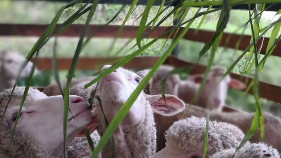 Cameron Highlands The Sheep Sanctuary