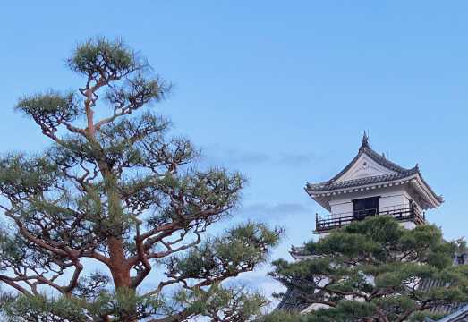 Kochi Castle, Shrine & Hirome Market: Half-Day Guided Tour
