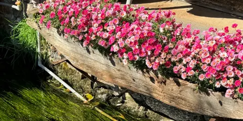 麗江-觀音峽-束河古鎮一日遊