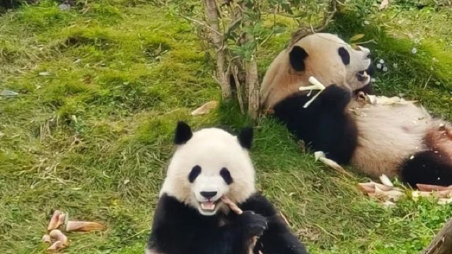 "Liburan Musim Dingin Menjaga Panda: Pengalaman Konservasi Jarak Dekat" |Selamat datang untuk berkonsultasi
