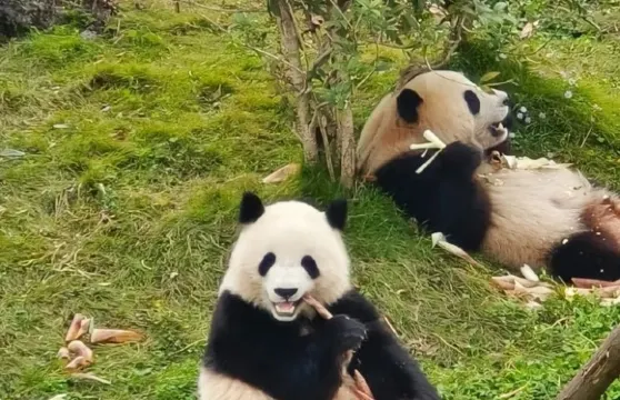 《熊貓鏟屎官的寒假修行：零距離保育體驗營》|歡迎查詢