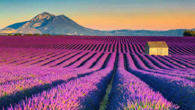 法國馬賽-瓦倫索勒薰衣草一日遊-可定制【中文專車-愜意舒適】