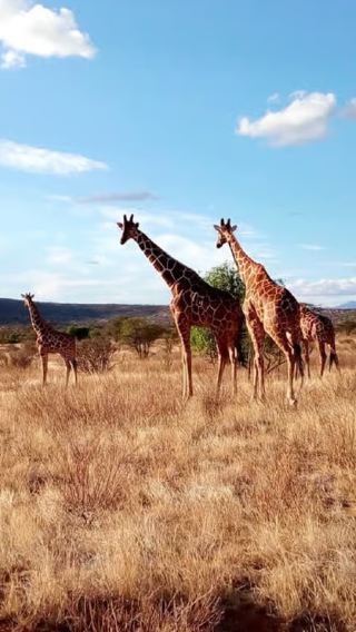 Half-day safari tour in Nairobi National Park, Kenya from 2 persons with optional jeep upgrade