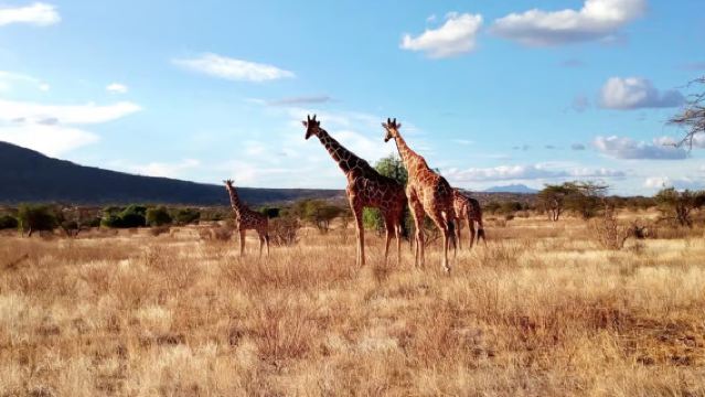 Kenya Nairobi National Park Half-Day Safari Tour (Minimum 2 Persons + Optional Jeep)