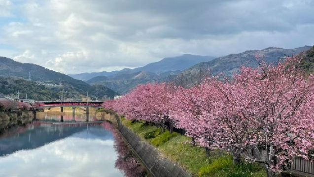 Lawatan Sehari Bunga Sakura Izu: Sakura Kawazu - Kuil Shirahama - Pantai Shirahama - Gua Ryugu - Tanjung Irozaki