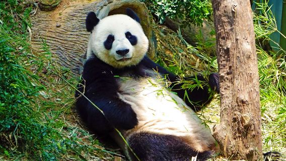 ทัวร์วันสัมผัสเฉิงตู: ฐานวิจัยการเพาะเลี้ยงหมีแพนด้ายักษ์เฉิงตู + ถนนคนเดินชุนซี + ศูนย์การค้าไท่กู่หลี่