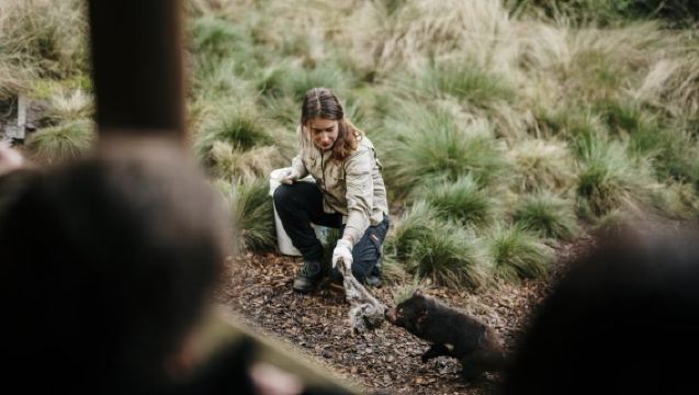 Tour trong ngày 1 giờ cho Thú Quỷ Tasmania ăn tại Núi Cradle