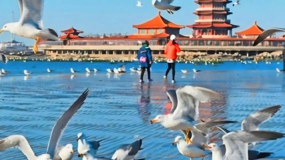 [Kumpulan Kecil 2-6 Orang] Yantai Pavilion Penglai + Lapan Dewa Menyeberangi Laut + Paus Kesepian Pantai Emas lawatan sehari