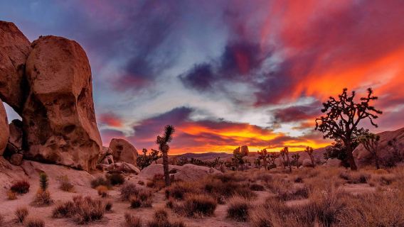 Los Ángeles, EE. UU.: Excursión de un día en inglés al Parque Nacional de Árboles de Josué y la Biblioteca Presidencial de Nixon