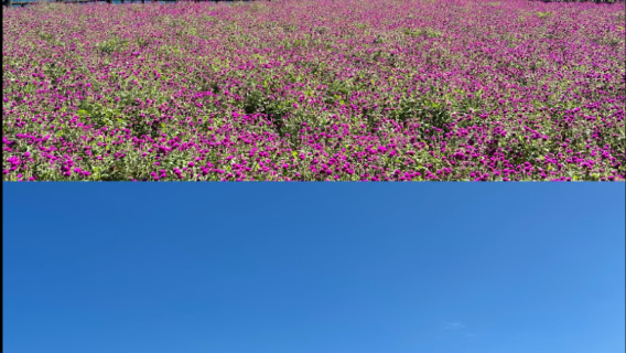 【鹿兒島指宿線拼團】青隆寺+池田湖+唐船峽+薩摩半島最南 長崎鼻及龍宮神社