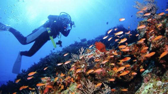 Diving and snorkeling experience at Okinawa's Blue Cave in Japan - Blue Cave House - multilingual coaches available