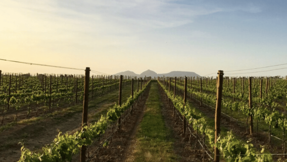 Pals: Wine tasting at Celler Mas Geli