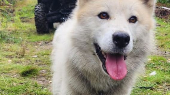 Fairbanks: Alaskan Summer Sled Dog Adventure